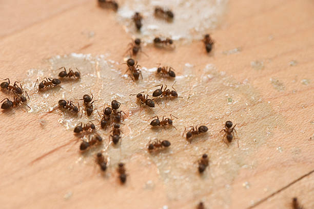 Best Commercial Pest Control Services  in Metropolis, IL